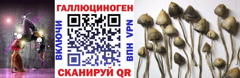 Псилоцибиновые грибы Cubensis Братск